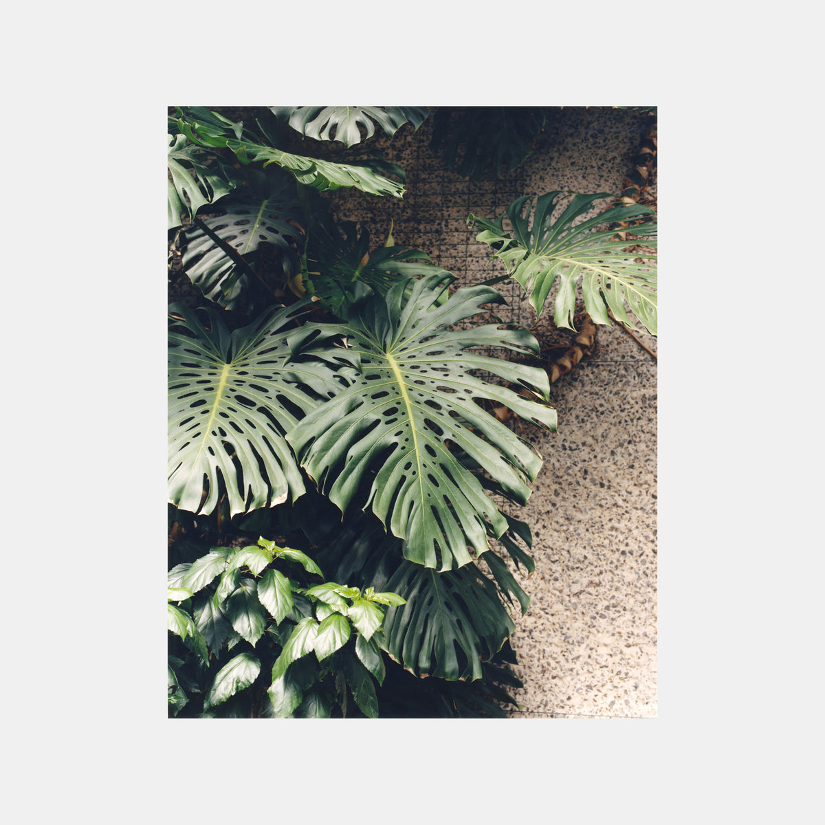 CAPTIVA - PARAFORMA x SIMONE BOSSI